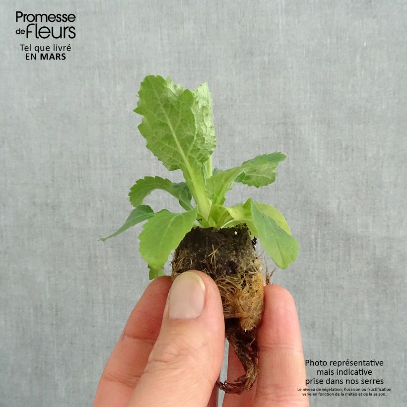 Example of Digiplexis Berry Canary - Digitalis hybride Mini-motte Ø 3/4 cm, Jeune plant d'environ 5 cm de haut as you get in printemps