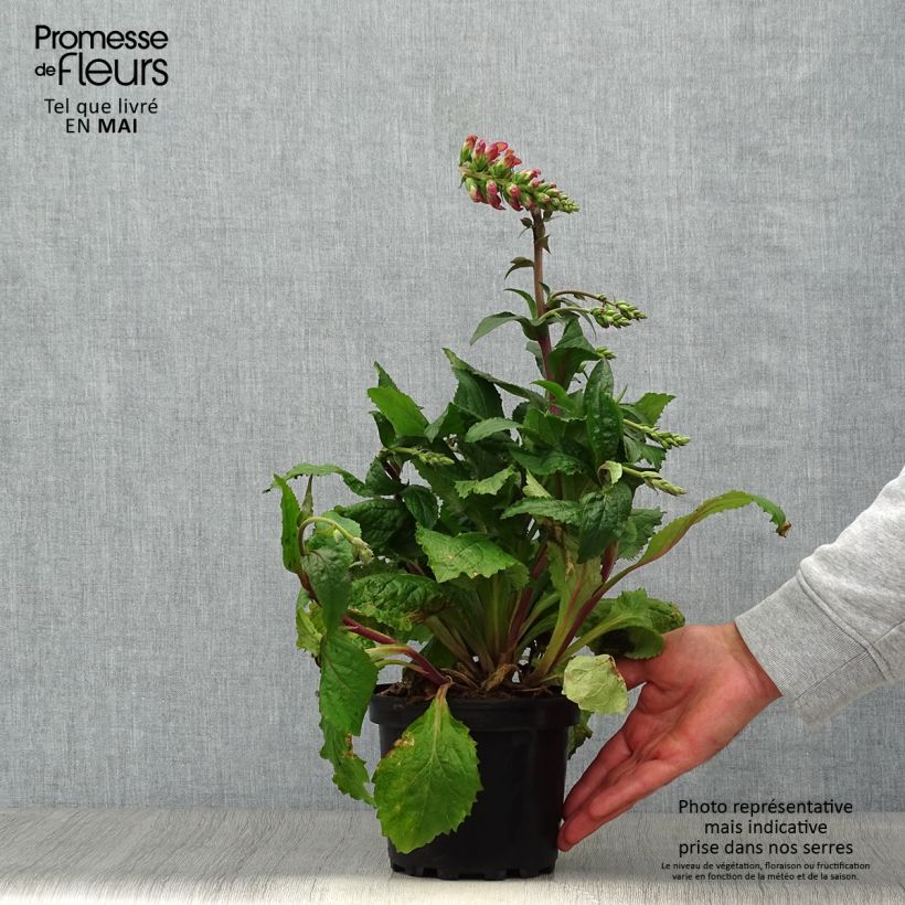 Example of Digiplexis Berry Canary - Digitalis hybride Pot de 3L/4L as you get in printemps