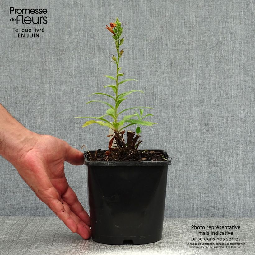 Spécimen de Digiplexis Firecracker - Digitale hybride Pot de 2L/3L tel que livré en été