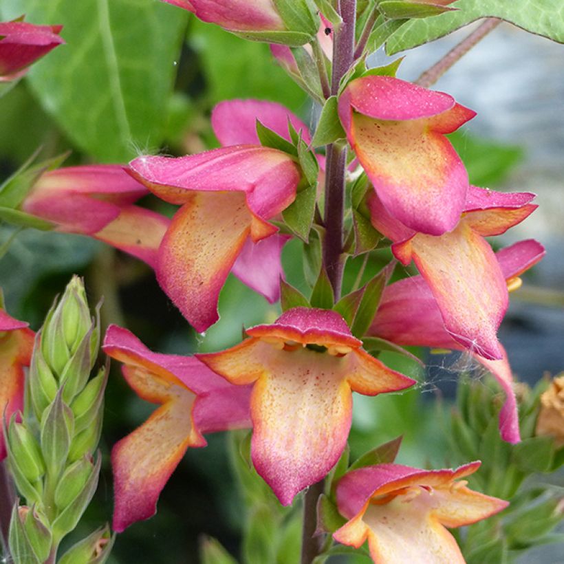 Digiplexis Illumination Flame - Digitalis hybride (Flowering)