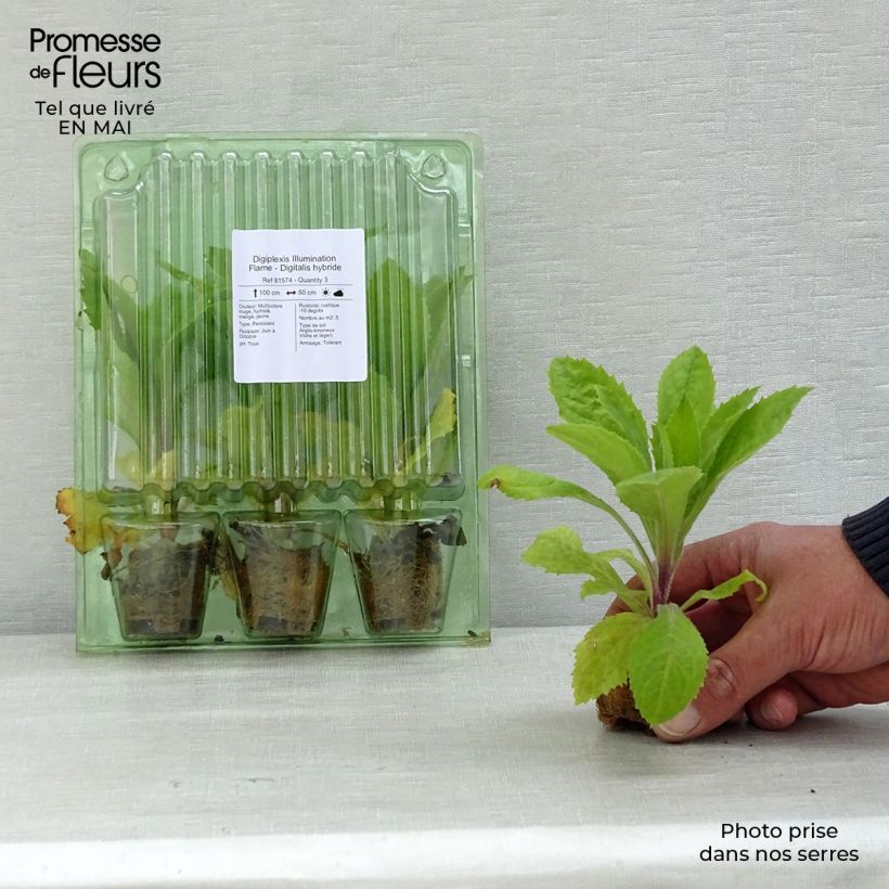 Example of Digiplexis Illumination Flame - Digitalis hybride Mini-motte Ø 3/4 cm, Jeune plant d'environ 5 cm de haut as you get in printemps