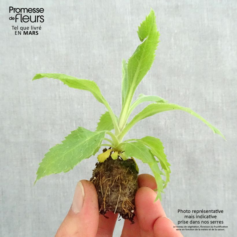 Example of Digiplexis Illumination Raspberry - Digitalis hybride  Mini-motte Ø 3/4 cm, Jeune plant d'environ 5 cm de haut as you get in printemps