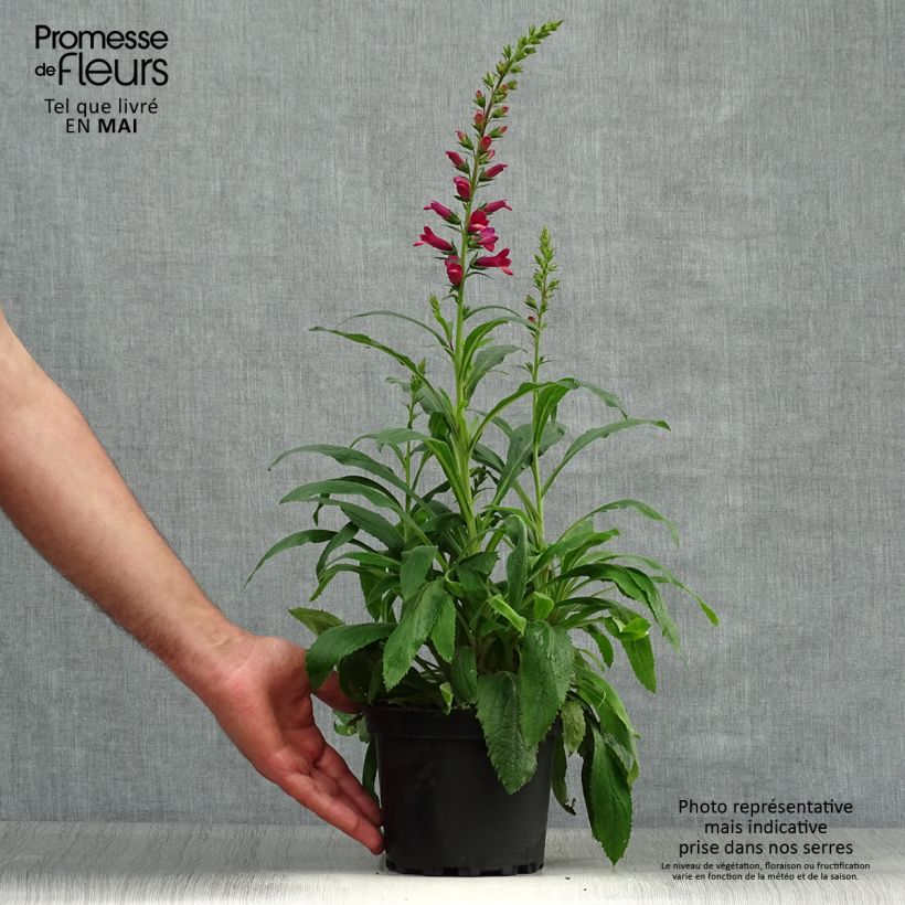 Example of Digiplexis Illumination Raspberry - Digitalis hybride  Pot de 2L/3L as you get in printemps