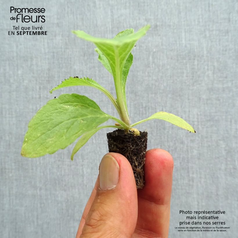 Example of Digitale - Digitalis Dalmatian en mélange  Mini-motte Ø 1,5/2,5 cm, Plant vert de 3 à 5 cm de haut environ as you get in automne