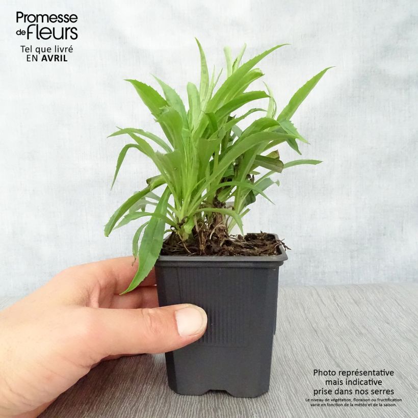 Example of Digitale - Digitalis hybride Goldcrest Godet de 8/9 cm as you get in printemps