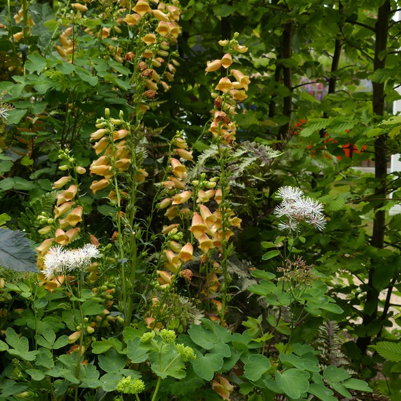 Digitale - Digitalis hybride Goldcrest (Plant habit)