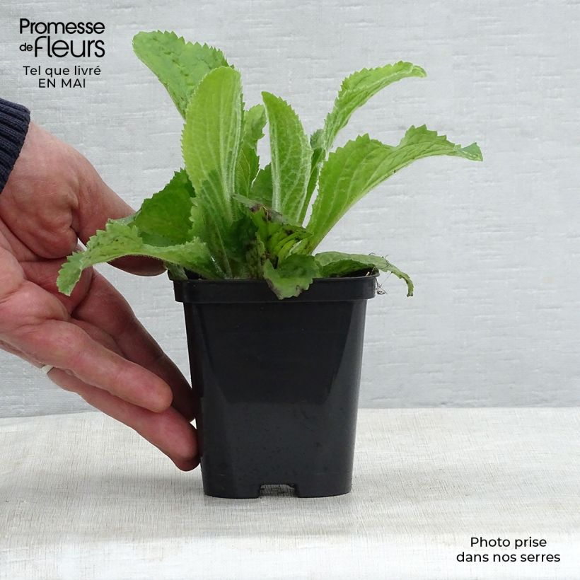 Example of Digitale, Digitalis mertonensis Godet de 8/9 cm as you get in printemps