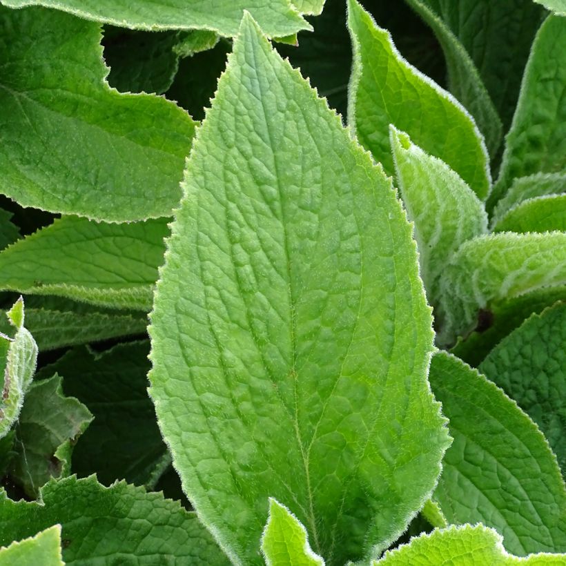 Digitale, Digitalis mertonensis (Foliage)