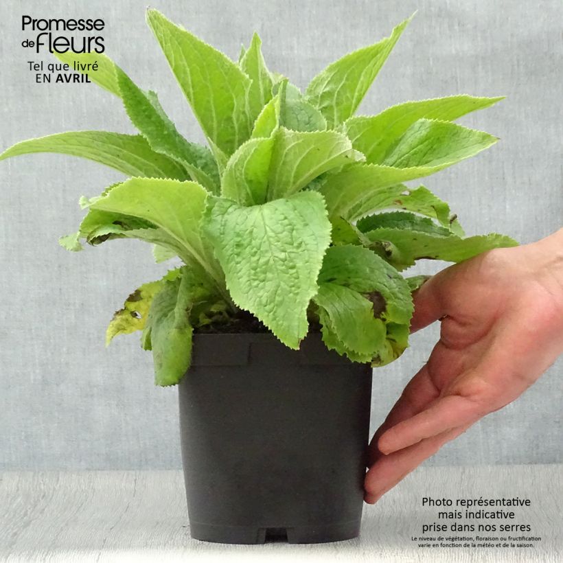 Example of Digitale, Digitalis mertonensis Pot de 2L/3L as you get in printemps