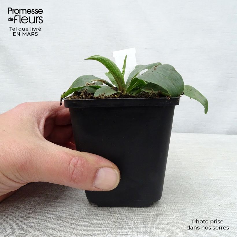 Example of Digitale - Digitalis parviflora Godet de 8/9 cm as you get in printemps