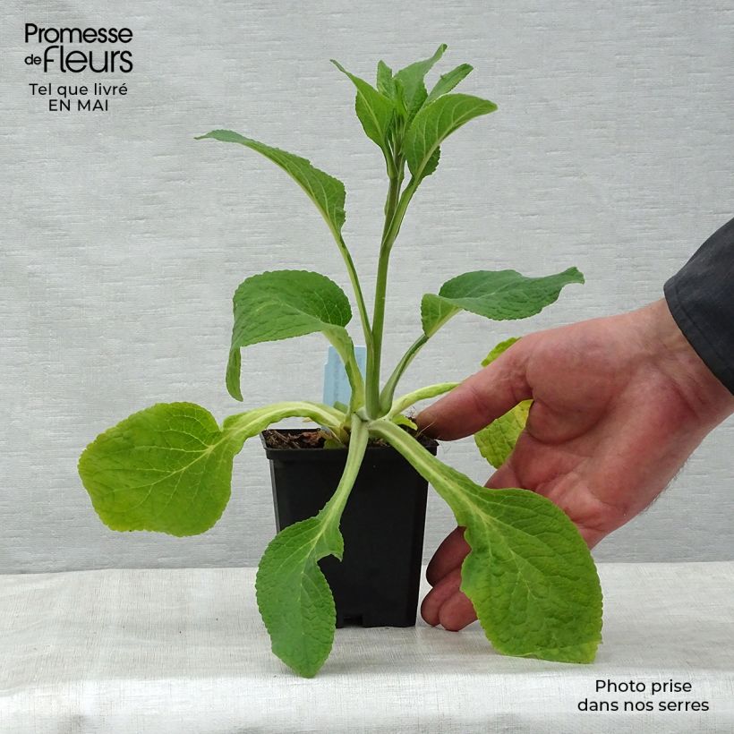 Example of Digitale Suttons Apricot - Digitalis purpurea Godet de 7/8 cm as you get in printemps