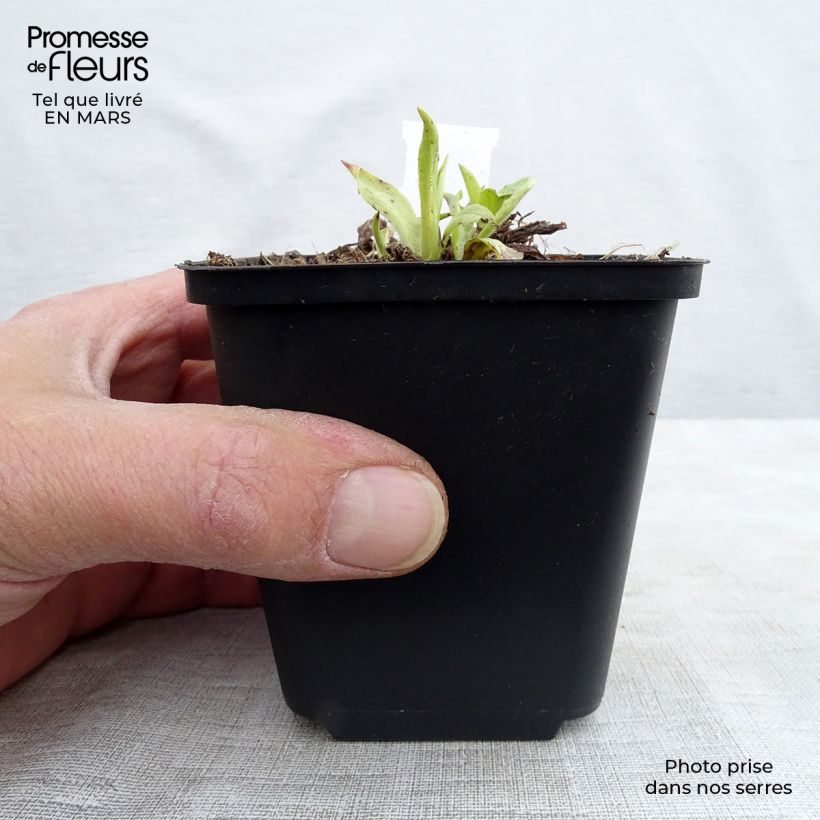 Spécimen de Digitale à grandes fleurs - Digitalis grandiflora Godet de 8/9 cm tel que livré au printemps