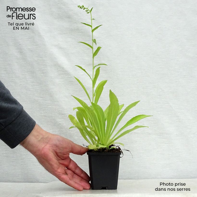 Example of Digitale jaune - Digitalis lutea Godet de 8/9 cm as you get in printemps