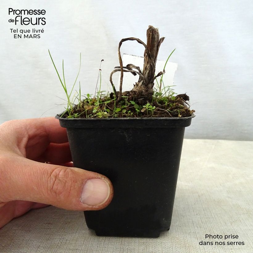 Spécimen de Digitale laineuse Café Crème - Digitalis lanata Godet de 8/9 cm tel que livré au printemps