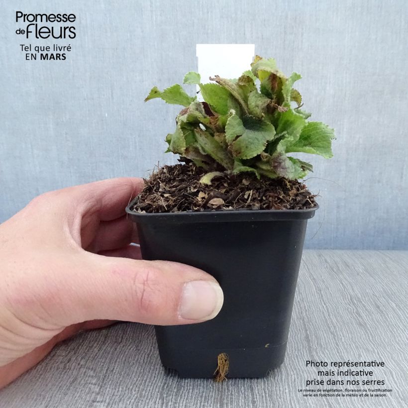 Example of Digitale mertonensis Summer King Godet de 8/9 cm as you get in printemps