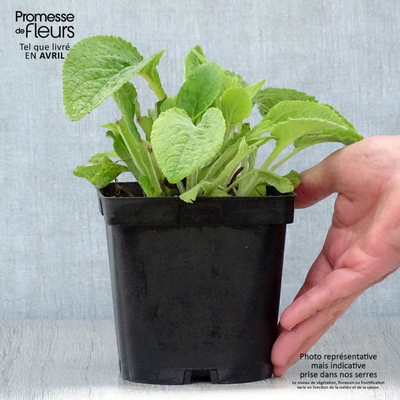 Example of Digitale purpurea - Gant de notre-dame Pot de 2L/3L as you get in printemps