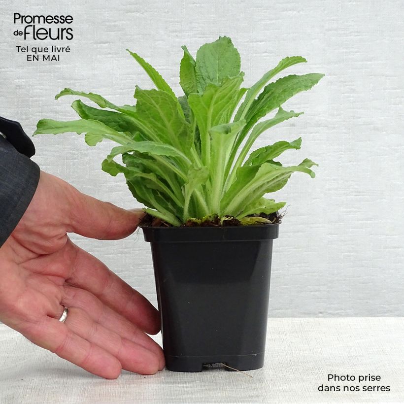 Example of Digitale purpurea - Gant de notre-dame Godet de 8/9 cm as you get in printemps