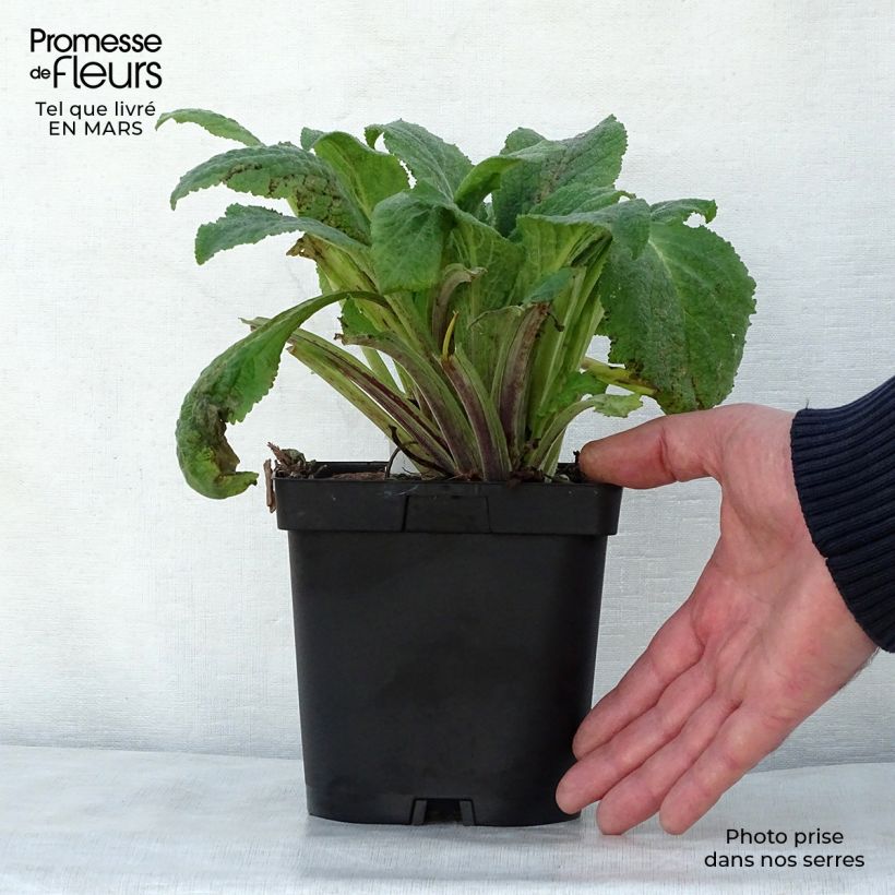 Example of Digitale purpurea Pam's Choice - Gant de notre-dame Pot de 2L/3L as you get in printemps