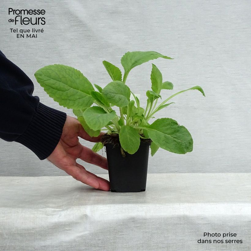 Example of Digitale purpurea Pam's Choice - Gant de notre-dame Godet de 8/9 cm as you get in printemps