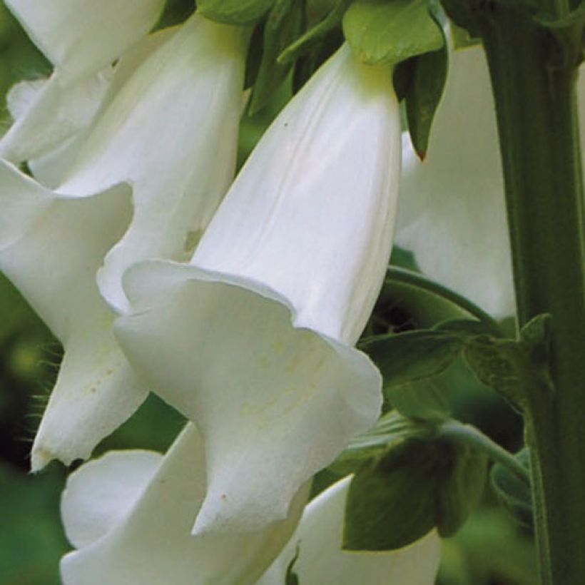 Digitalis purpurea Alba - Digitale pourpre Blanche. (Flowering)