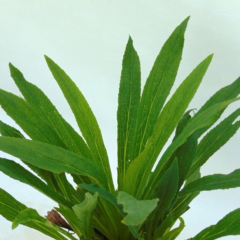 Digitalis Glory of Roundway - Digitale (Foliage)