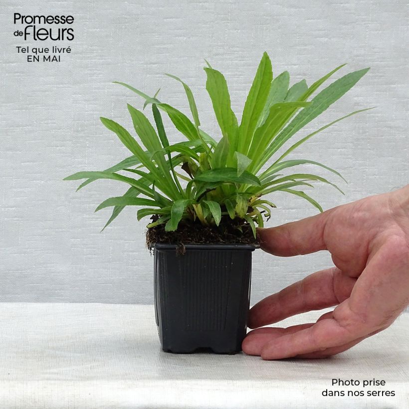 Example of Digitalis Glory of Roundway - Digitale Godet de 8/9 cm as you get in printemps