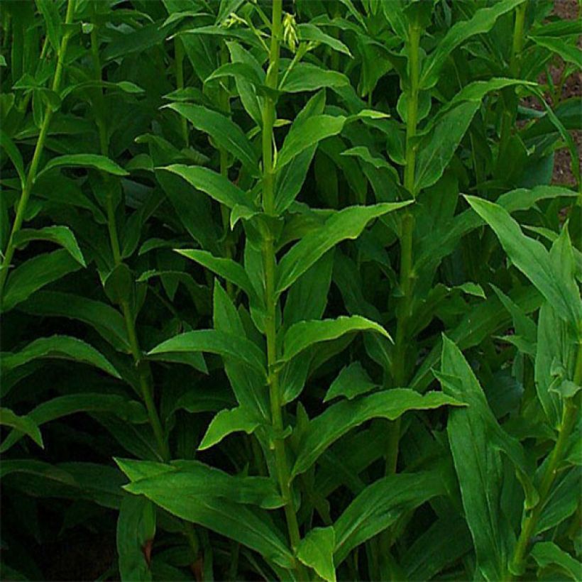 Digitale jaune - Digitalis lutea (Foliage)