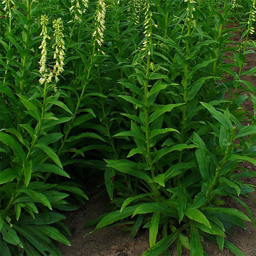 Digitale jaune - Digitalis lutea (Plant habit)