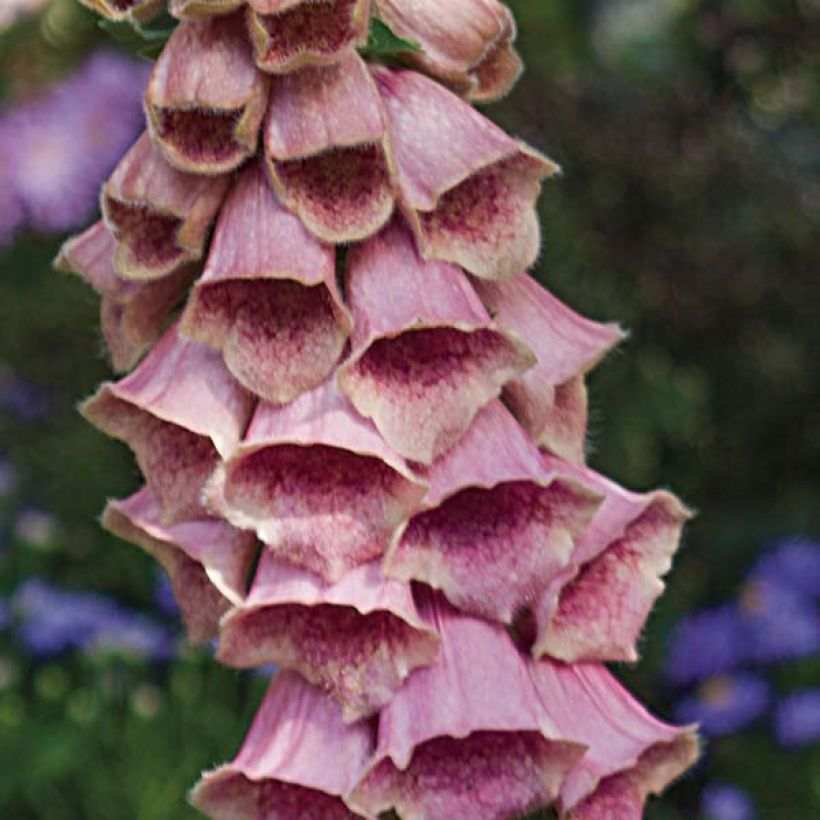 Digitale, Digitalis mertonensis (Flowering)