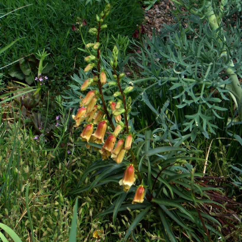 Digitalis obscura - Digitale obscure   (Plant habit)