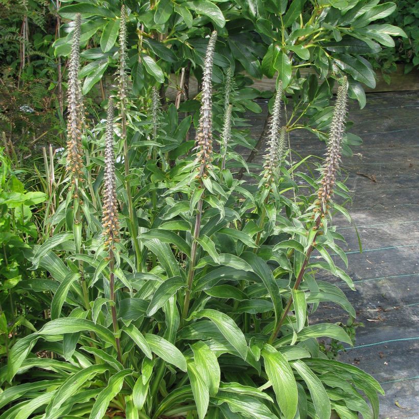 Digitale - Digitalis parviflora (Plant habit)