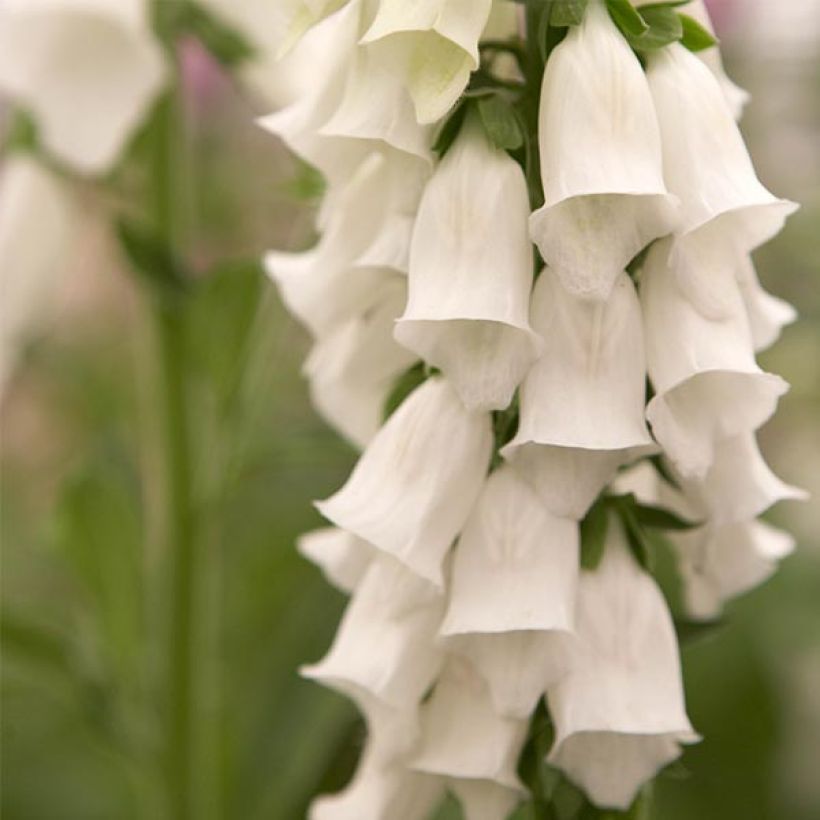 Digitalis purpurea Snow Thimble - Digitale pourpre  (Flowering)