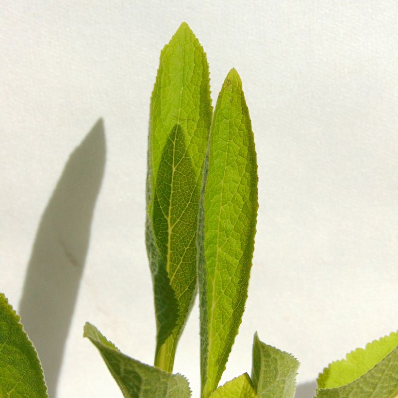 Digitalis purpurea Snow Thimble - Digitale pourpre  (Foliage)