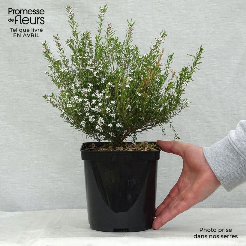 Example of Diosma hirsuta Pink Fountain Pot de 2L/3L as you get in printemps