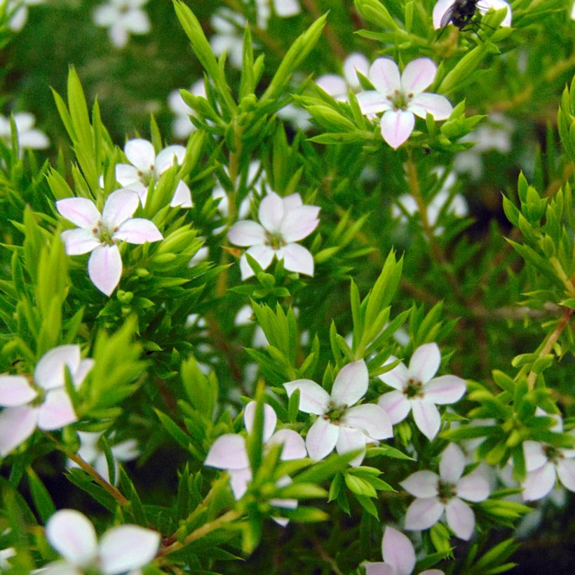 Diosma hirsuta Sunset gold - Diosmée hirsute. (Flowering)