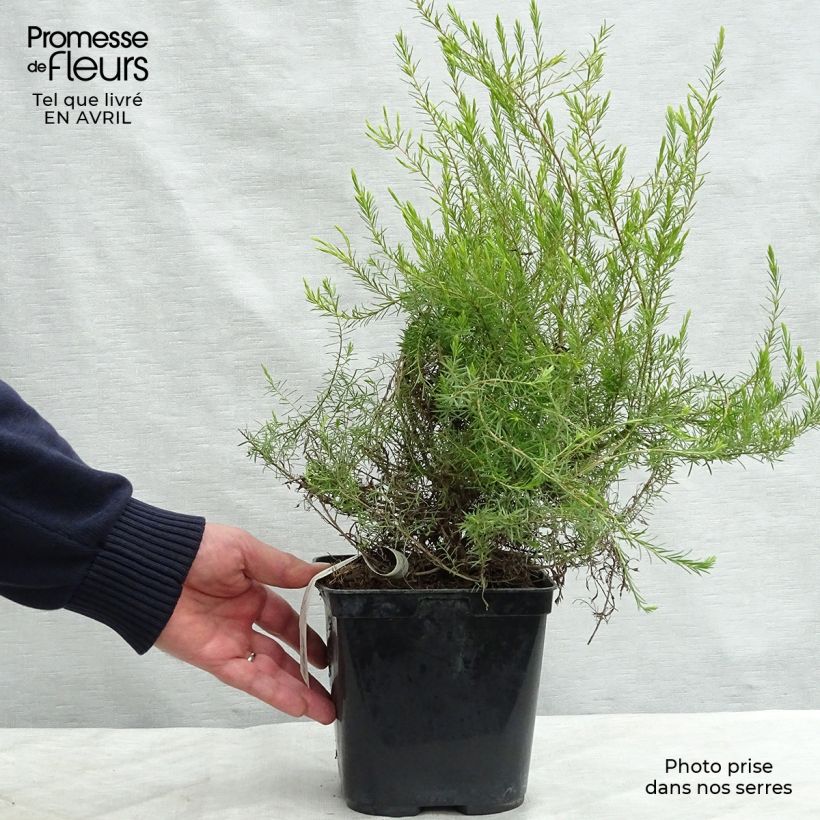 Example of Diosma hirsuta Sunset gold - Diosmée hirsute. Pot de 2L/3L as you get in printemps