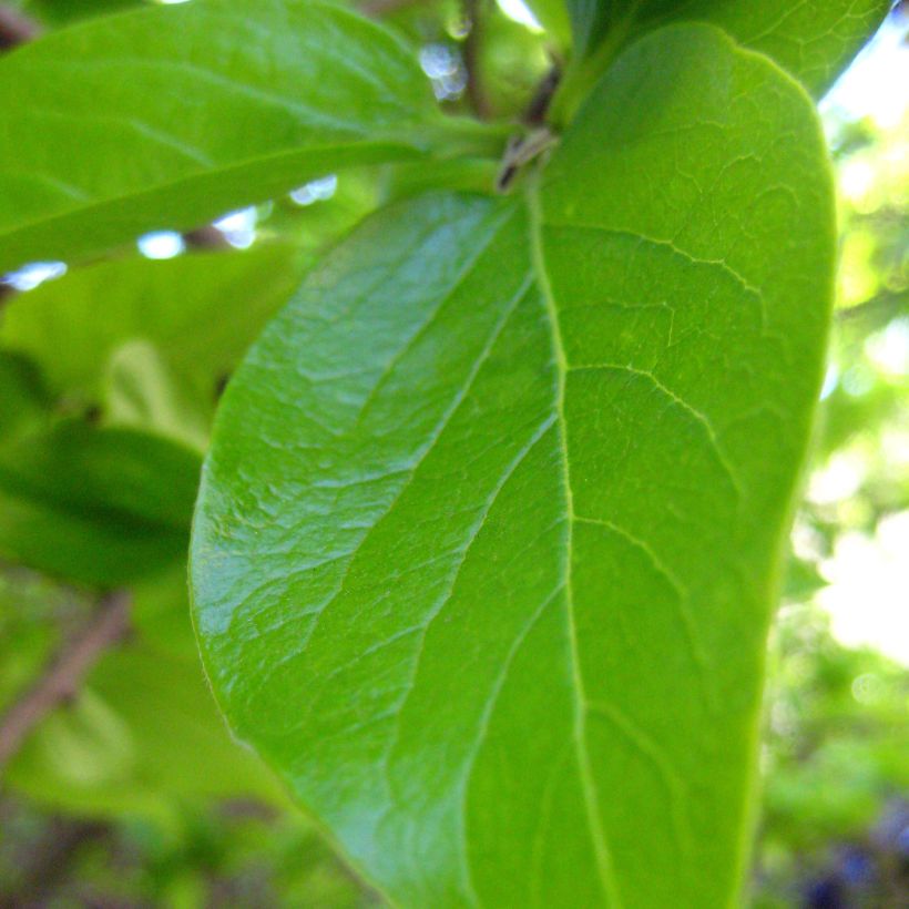 Diospyros kaki - Plaqueminier (Foliage)