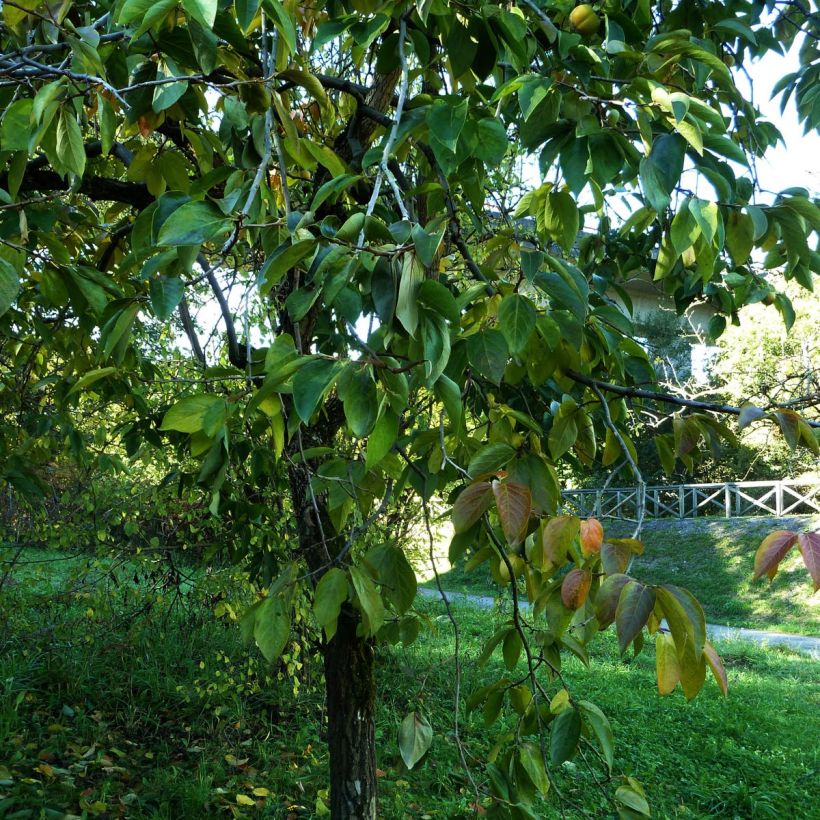 Diospyros kaki - Plaqueminier (Plant habit)