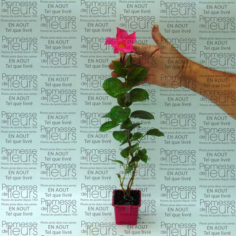 Exemple de spécimen de Dipladénia Diamantina Jade Pink - Mandevilla Godet de 7/8 cm, Plant vert de 8 à 10 cm de haut tel que livré