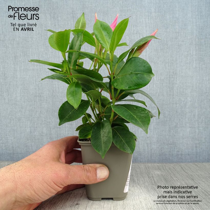 Spécimen de Dipladénia Diamantina Jade Pink - Mandevilla Pot de 10 cm/11cm tel que livré au printemps