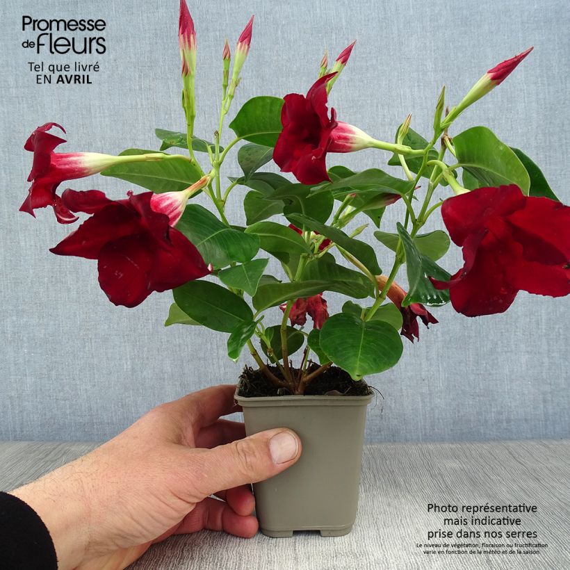 Spécimen de Dipladenia Diamantina Jade Red Pot de 2L/3L tel que livré au printemps