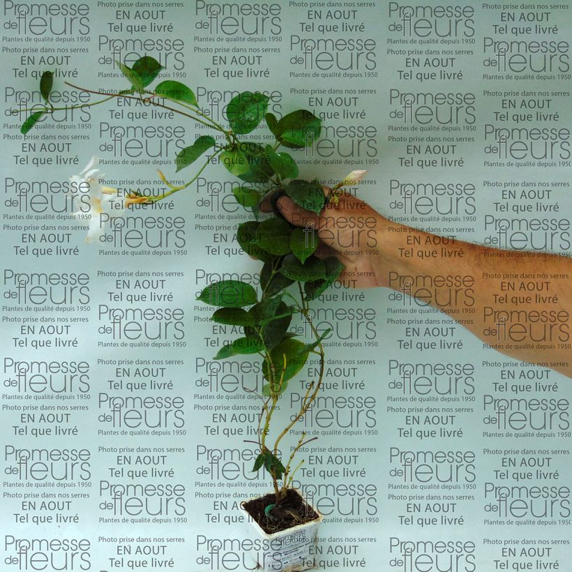 Exemple de spécimen de Dipladénia Diamantina Jade White - Mandevilla  Godet de 7/8 cm, Plant vert de 8 à 10 cm de haut tel que livré