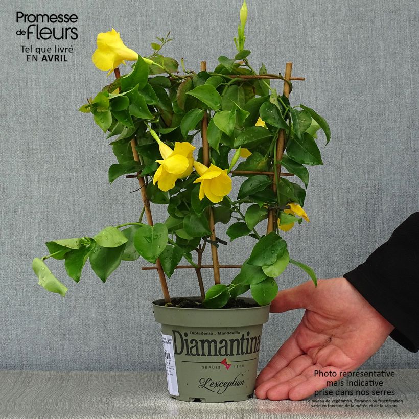 Spécimen de Dipladenia Diamantina Opale Citrine 2.0 - Mandevilla Pot de 1L/1,5L tel que livré au printemps