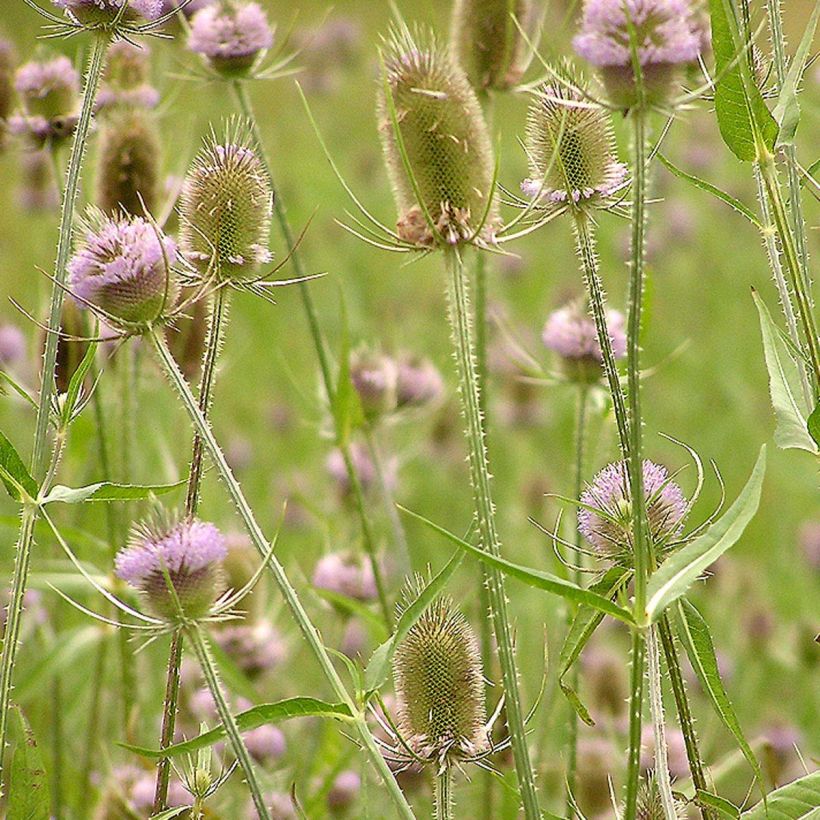 Dipsacus fullonum - Cardère sauvage - Cabaret des oiseaux (Flowering)