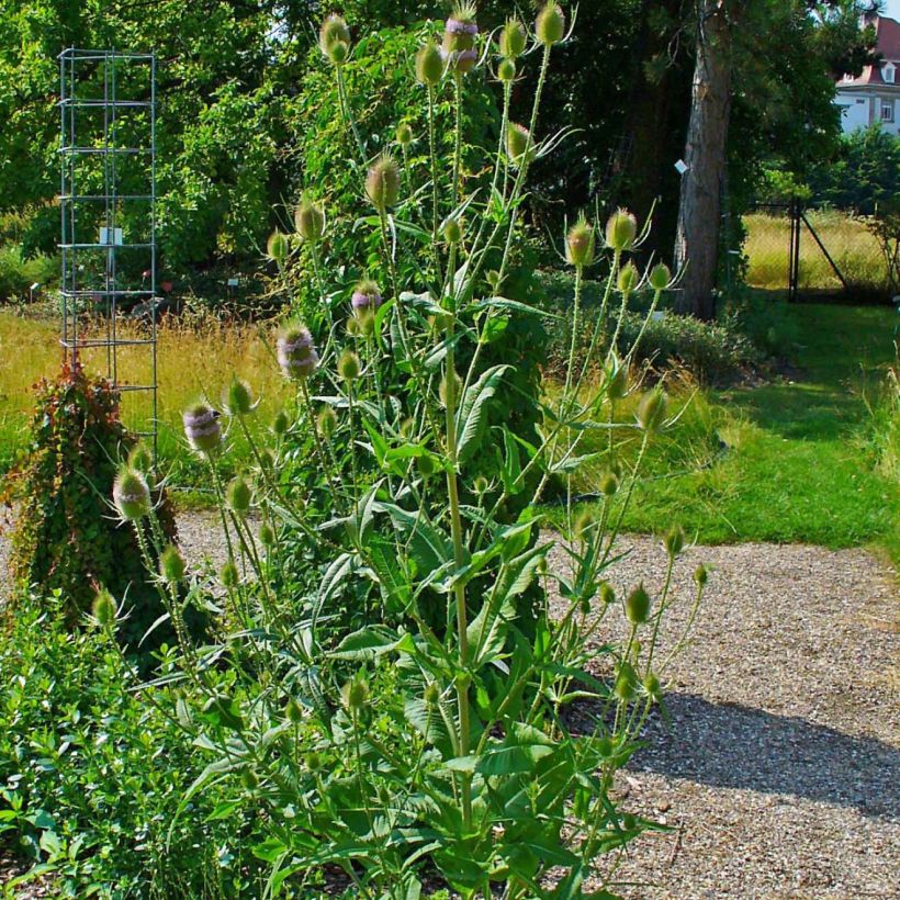 Dipsacus fullonum - Cardère sauvage - Cabaret des oiseaux (Plant habit)