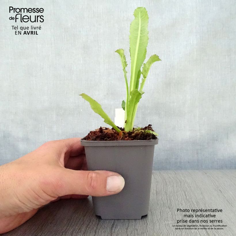 Example of Dipsacus fullonum - Cardère sauvage - Cabaret des oiseaux Godet de 8/9 cm as you get in printemps