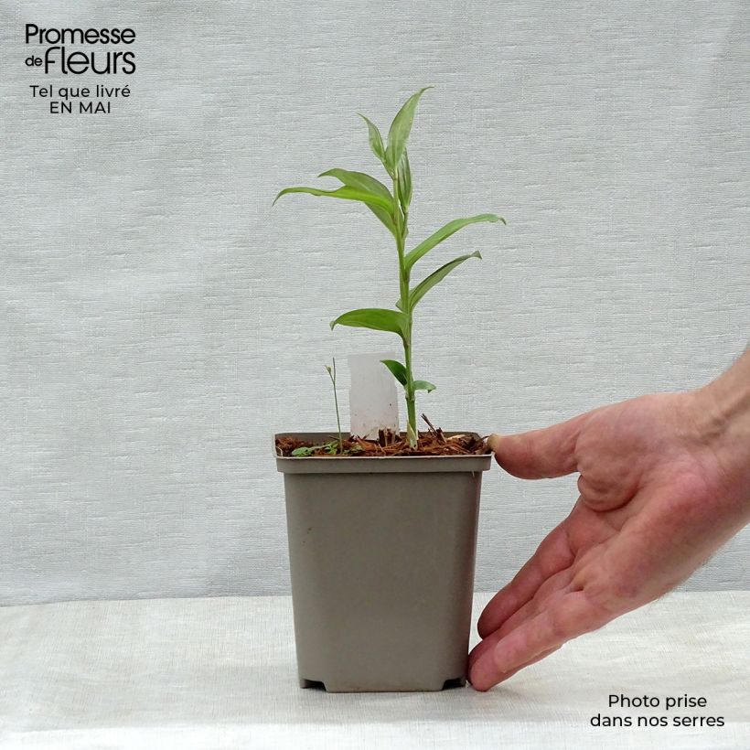 Spécimen de Disporum cantoniense Green Giant - Cloche des fées Pot de 10 cm/11cm tel que livré au printemps