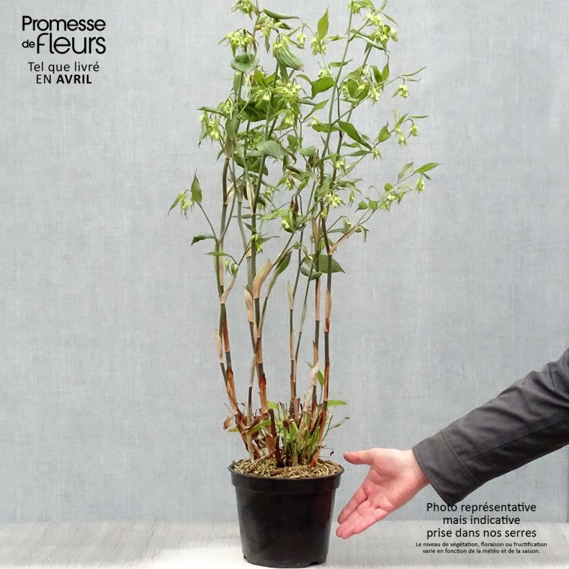 Spécimen de Disporum cantoniense Green Giant - Cloche des fées Pot de 3L/4L tel que livré au printemps