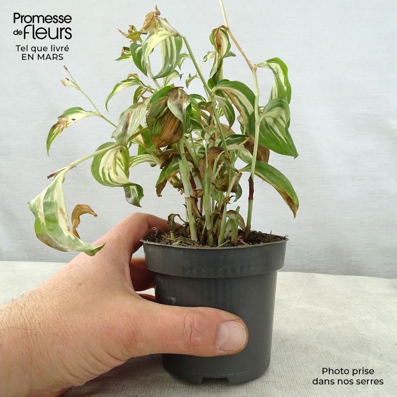 Spécimen de Disporum cantoniense Moonlight Godet de 8/9 cm tel que livré au printemps