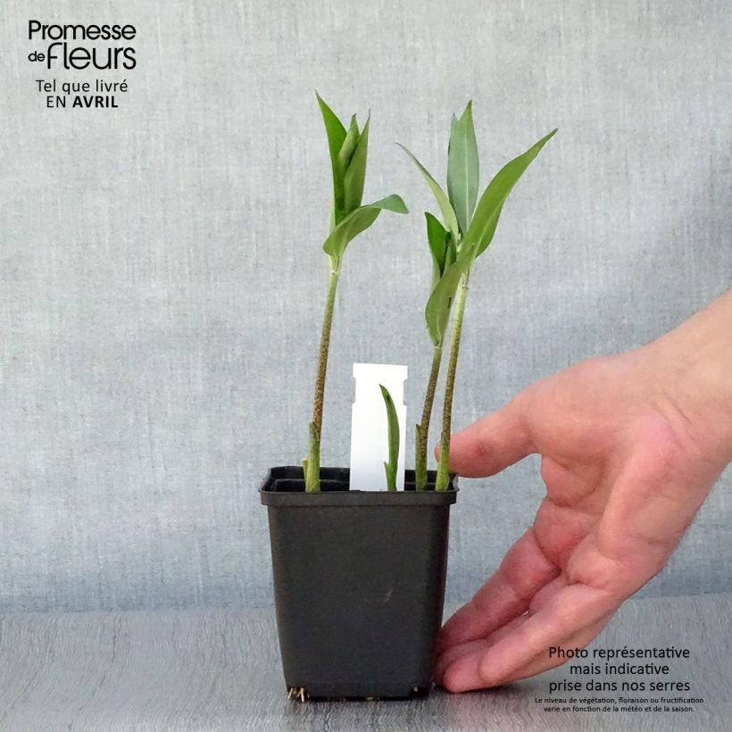 Spécimen de Disporum sessile - Cloche des fées du Japon Godet de 8/9 cm tel que livré au printemps